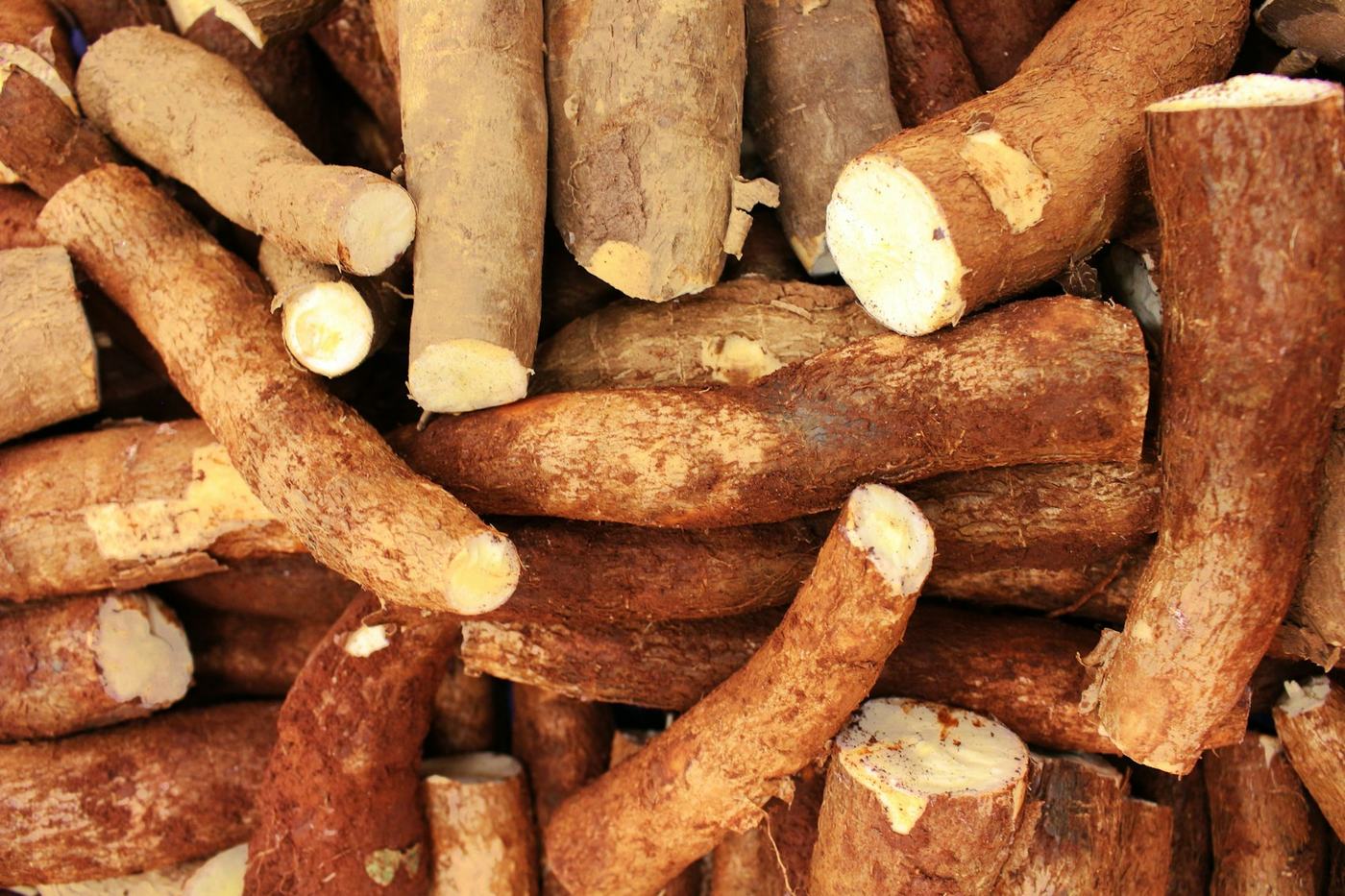 Pilha de raízes de mandioca com casca